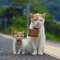 Котики путешественники